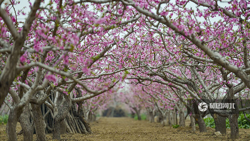 深州蜜桃观光园